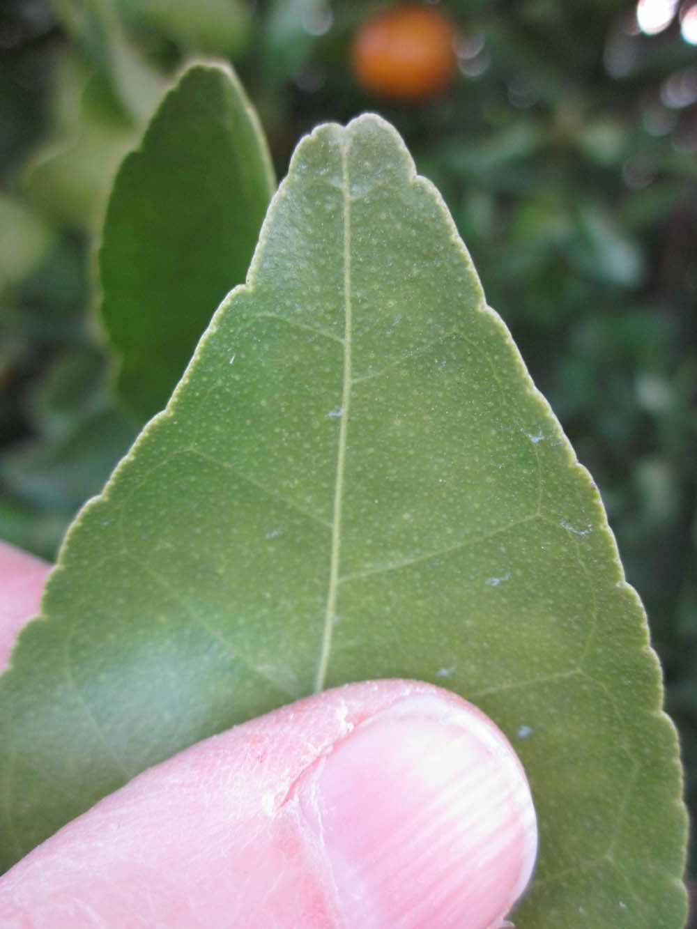              Margin (Winter Haven, FL)       